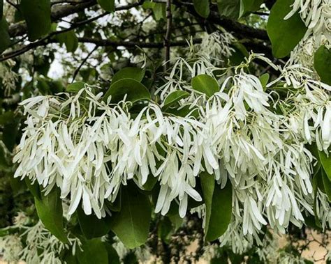 Chinese Fringe Tree Flowering Ornamentals Mcmakin Farms