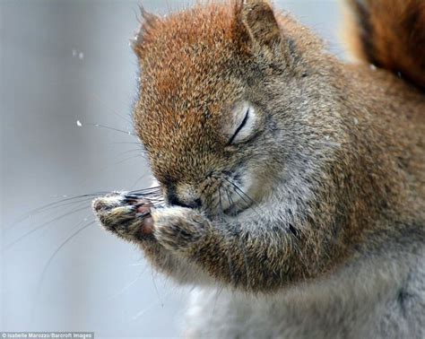 Animals Praising God