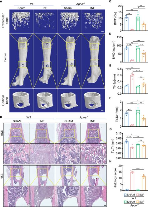 Frontiers Apolipoprotein E Deficiency Potentiates Macrophage Against