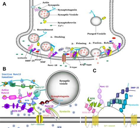 New Insights Into Interactions Of Presynaptic Calcium Channel Subtypes