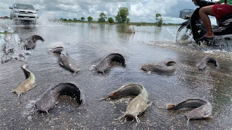 Wow Amazing Fishing Catch Fish By The Water Flowing Across The Road