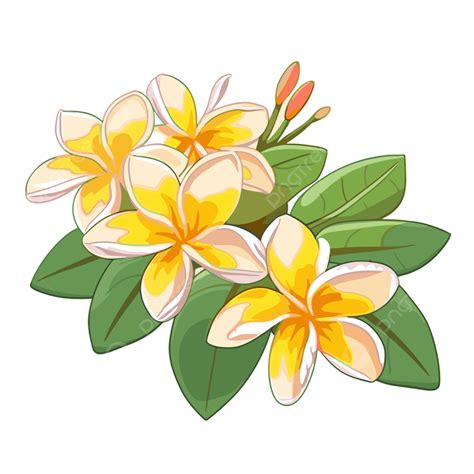 Frangipani Png