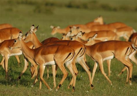 Days Kenya Safari Samburu Aberdare Lake Nakuru Lake Naivasha And