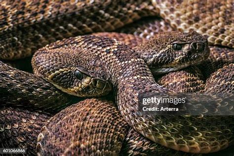 262 Western Diamondback Rattlesnake Habitat Stock Photos, High-Res ...