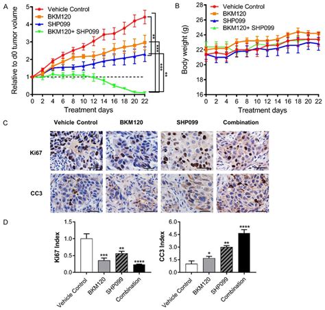 Combined SHP2 And PI3K Inhibition Induces Tumor Regression A Growth