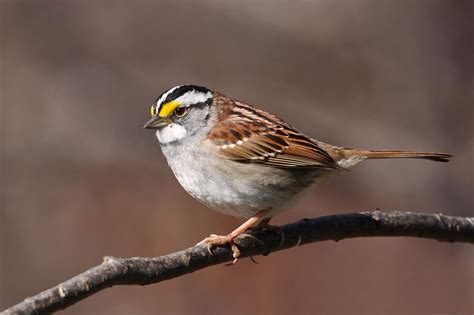 White-throated Sparrow "Zonotrichia albicollis" | Boreal Songbird