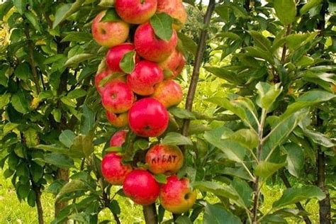 Alberi Da Frutto Colonnari Piantine Per Krasnodar Regione Di Mosca