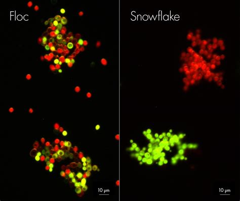 What Yeast Reveals About The Origins Of Multicellular Life Wired