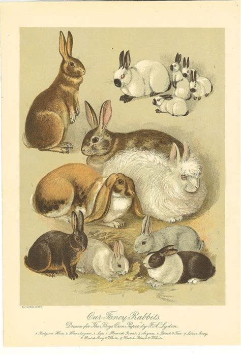 92 Best Vintage Rabbit Illustrations Images On Pinterest Rabbits Bunnies And Rabbit Drawing