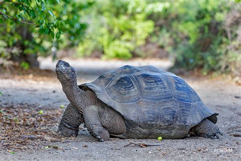 Isabela Island Tortoise