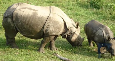 Trishuli Rafting Annapurna Trek Jungle Safari Trek Raft Wildlife Nepal