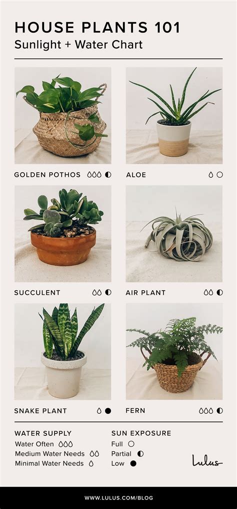 Houseplant Care Guide Printable