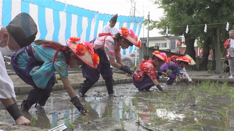 小学生や留学生が早乙女姿で田植え体験 豊作願う御田植祭 Tbs News Dig