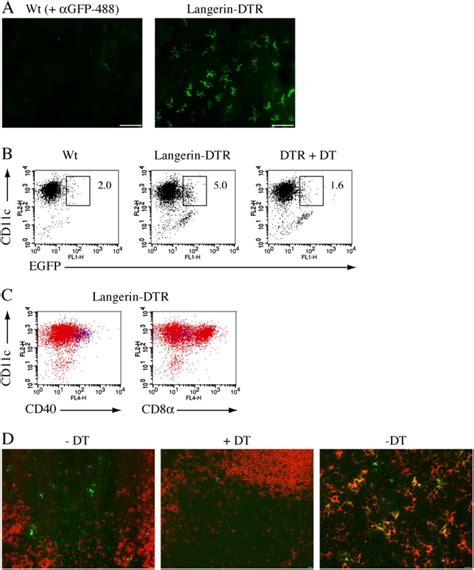 EGFP Expression In Langerin DTR Mice A Expression Of EGFP In