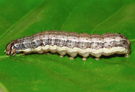 Spodoptera Frugiperda Gusano Cogollero Negocios Del Campo