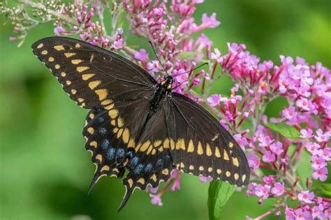 Common Butterflies In North America Guide Nature Roamer