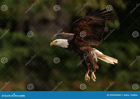 Bald Eagle Fishing in Maine Stock Photo - Image of national, eagle ...