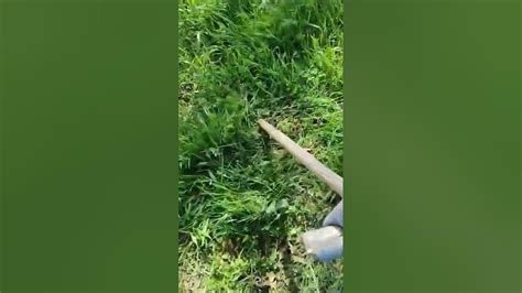 Cutting Lawn With A Scythe Scythes Lawn Diywaytoselfsufficiency Youtube