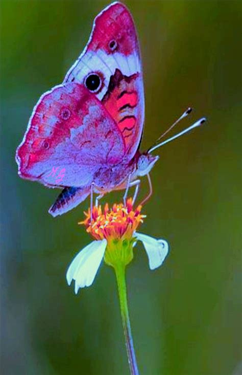 Farfalla Beautiful Butterfly Pictures Butterfly Pictures Beautiful