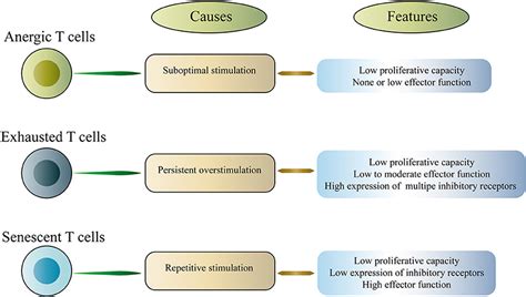 Frontiers T Cell Dysfunction In Cancer Immunity And Immunotherapy