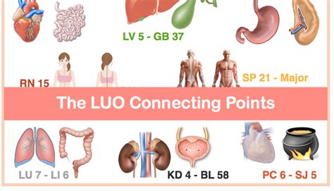 All About The LUO Connecting Points AcuPro Academy