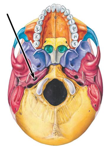 Skull Foramina Canals And Fissures Flashcards Quizlet