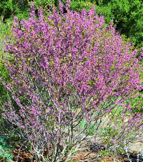 Western Redbud Tree