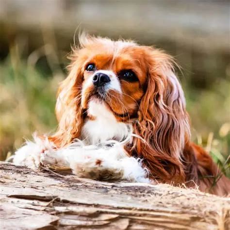 10 Calm Dog Breeds With Easygoing Personalities