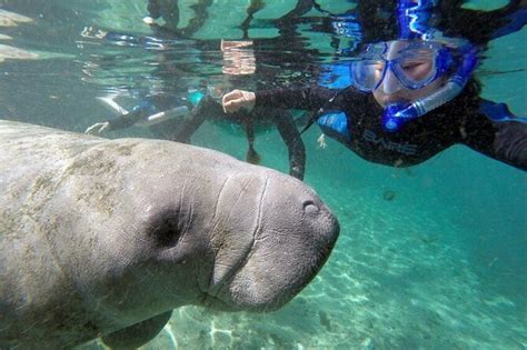 Swim With Manatees Adventure