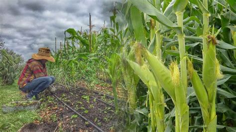 Milpa Maya Patrimonio Biocultural Para El Mundo Noticias