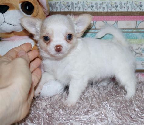 Chihuahua Puppies For Sale Tampa FL 185508 Petzlover