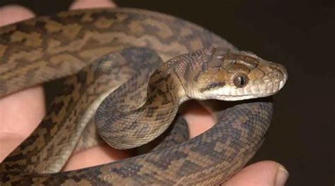 Scrub (Amethystine) Python | The Animal Facts | Appearance, Diet, Habitat