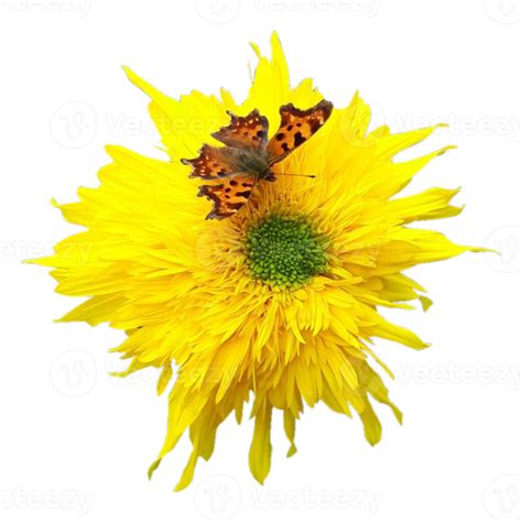 Sunflower With Butterfly 15098791 Png