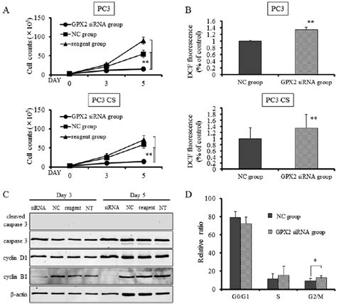 A Proliferation Rate Of Pc3 Upper And Pc3 Cs Lower Cells