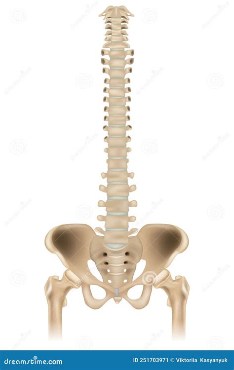 Medically Accurate Illustration Of The Skeletal System The Hip