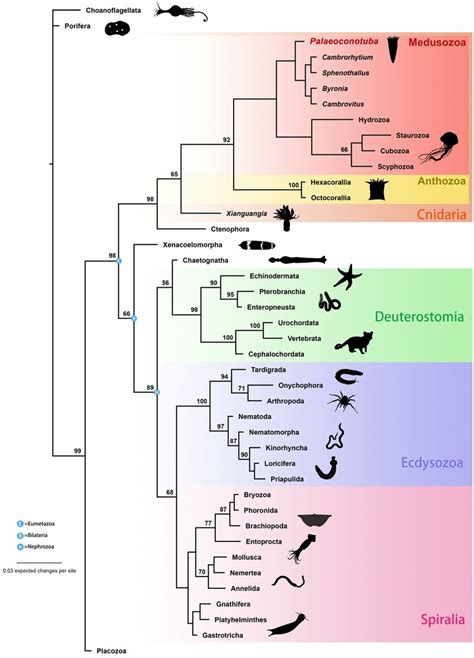 Figure S9 Phylogenetic Placement Of Palaeoconotuba Within The Metazoan