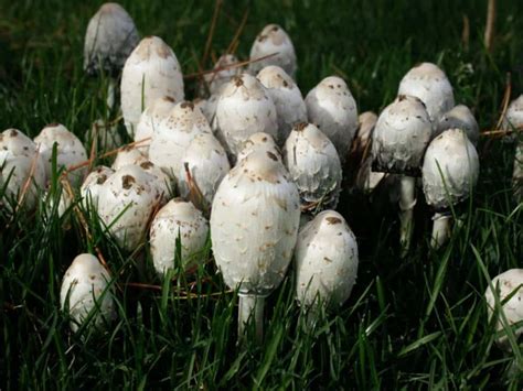 5 Common Mushrooms In Montana Star Mushroom Farms