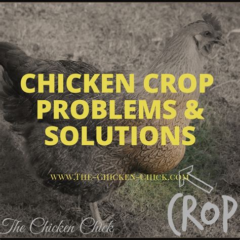 Chicken Anatomy The Crop Impacted Crop And Sour Crop The Chicken Chick®