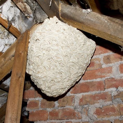 DIY Wasp Nest Removal: Five Things to Consider · ExtermPRO