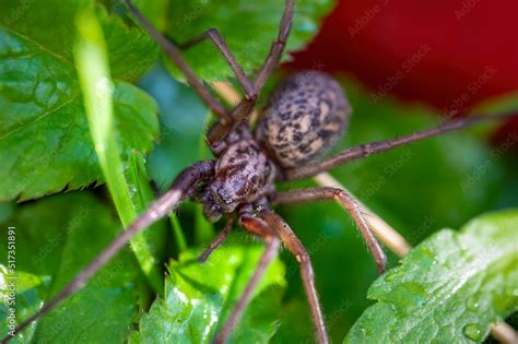 Foto De Macro Shot Of A Giant House Spider Eratigena Atrica Between