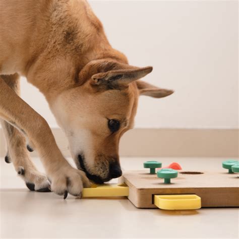 Boredom Busters For Dogs Nasc Live