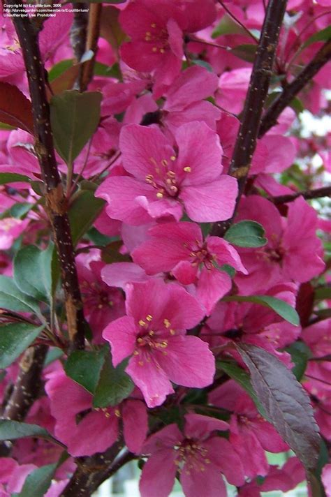 Plantfiles Pictures Flowering Crabapple Prairie Fire Malus By Joegee