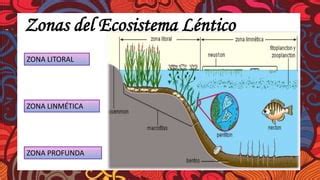 Ecosistemas Lénticos de Yánez Alexis PPT