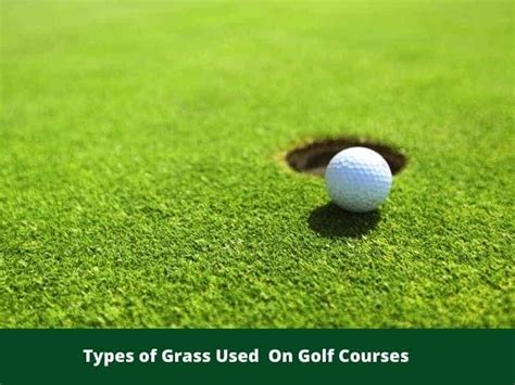 What Type Of Grass Is Used On Golf Courses