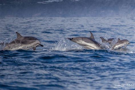 Common And Rissos Dolphins Together Azores Whale Watching Terra Azul™