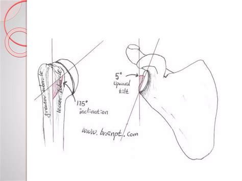 Glenohumeral Joint Ppt Ppt