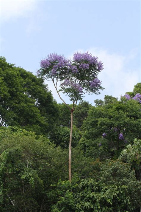 Jacaranda copaia Plantas Tóxicas