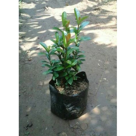 Jual Tanaman Hias Asoka India Pohon Soka India Shopee Indonesia