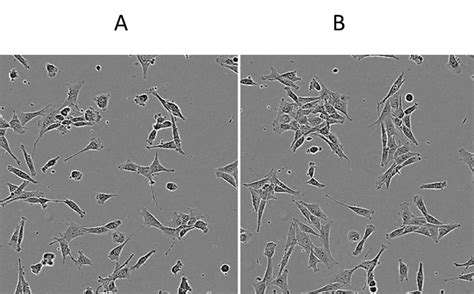 Figure 13 Morphology Of Nih3t3 Cells During Assay Guidance