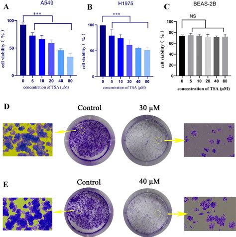 Effect Of TSA On The Viability Of A549 A NCI H1975 B And BEAS 2B